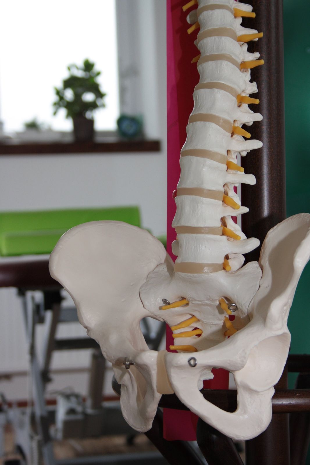 Wirbelsäulen- und Beckenmodell im Therapieraum
